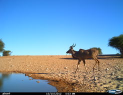 Image of Greater Kudu