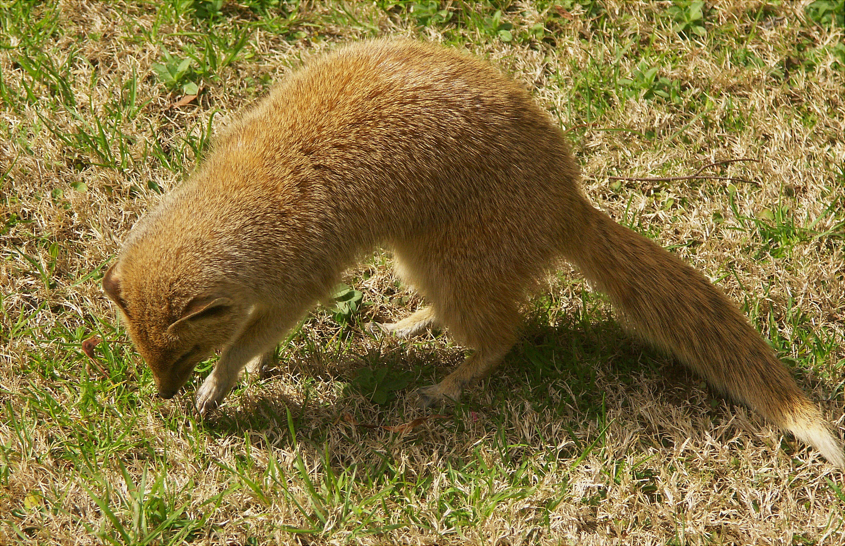 Image of Yellow Mongoose