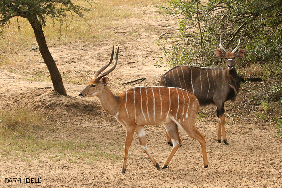 Image of Nyala