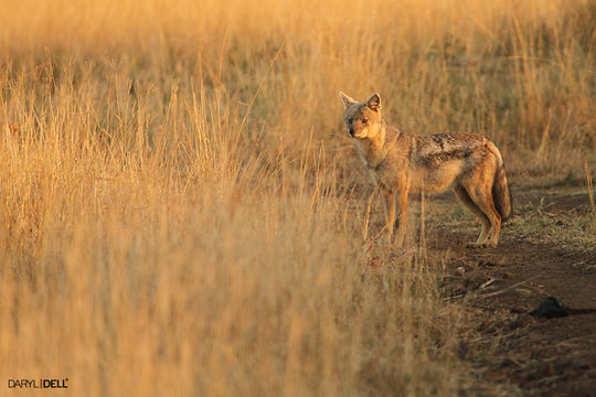 Image of Side-striped Jackal