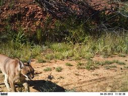 Image of Caracals