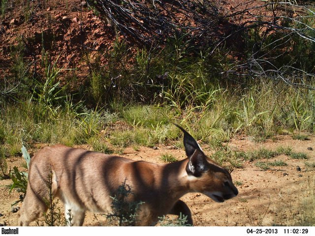 Image of Caracals