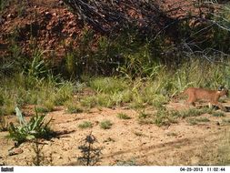 Image of Caracals