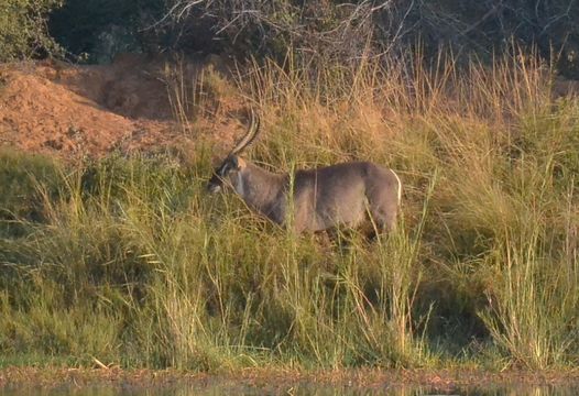 Image of Ellipsen Waterbuck