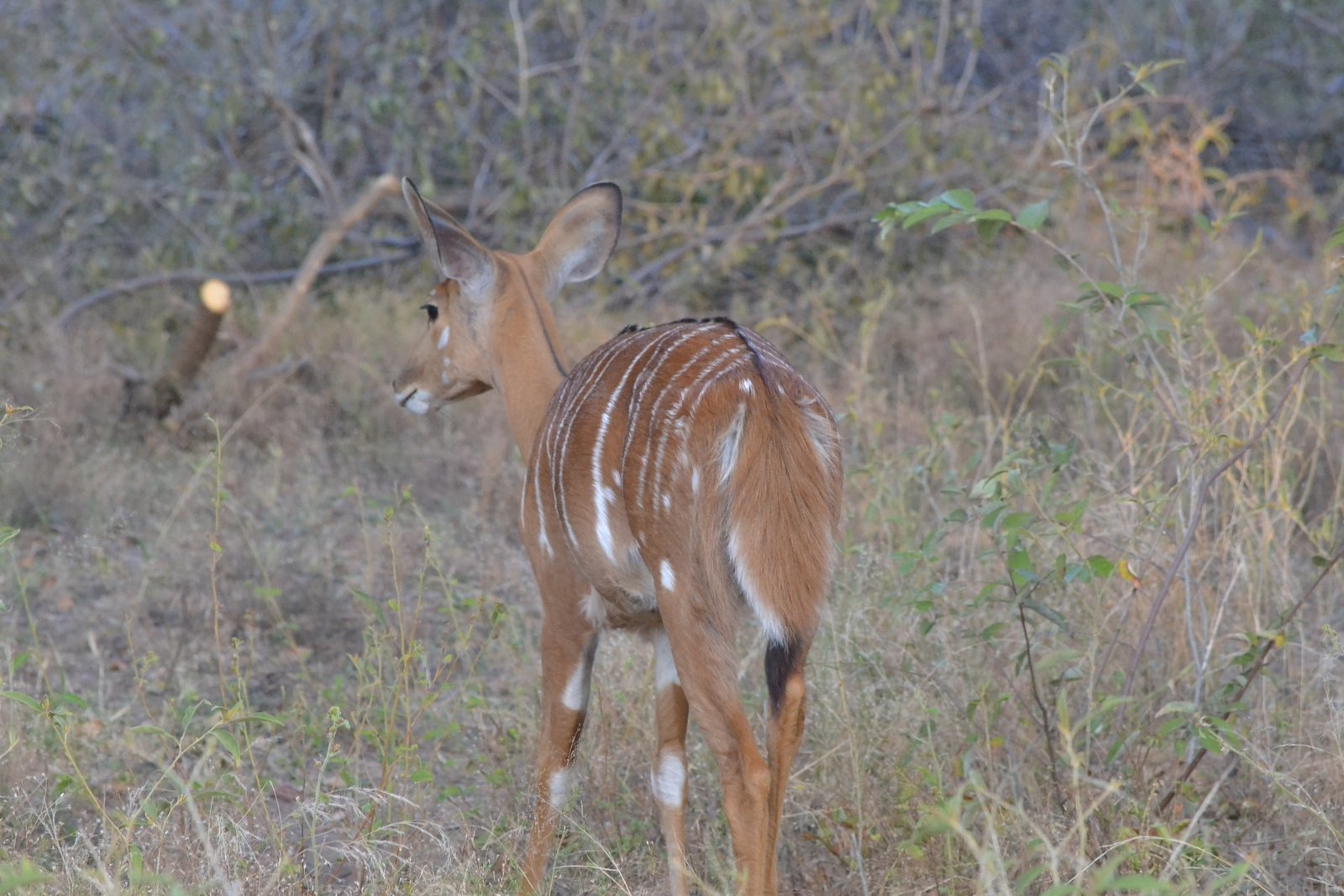 Image of Nyala