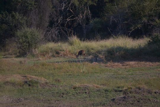 Image of Bushbuck