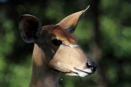 Image of Nyala