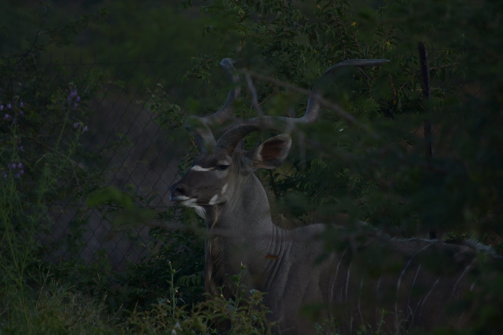 Image of Greater Kudu