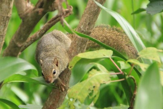 Image of Unstriped Ground Squirrel