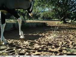 Image of Gemsbok