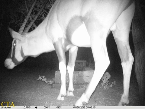 Image of Gemsbok