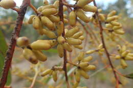 Image of Eucalyptus brockwayi C. A. Gardner