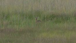 Image of Southern Reedbuck