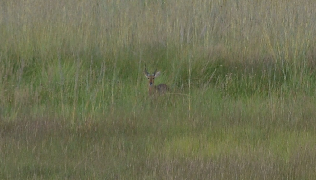 Image of Southern Reedbuck