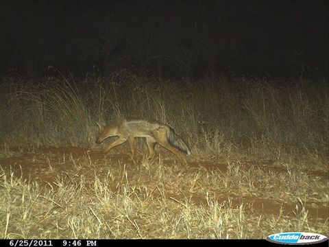 Image of Side-striped Jackal