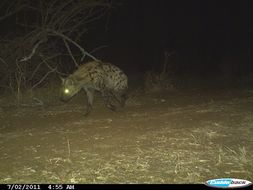 Image of Spotted Hyaenas