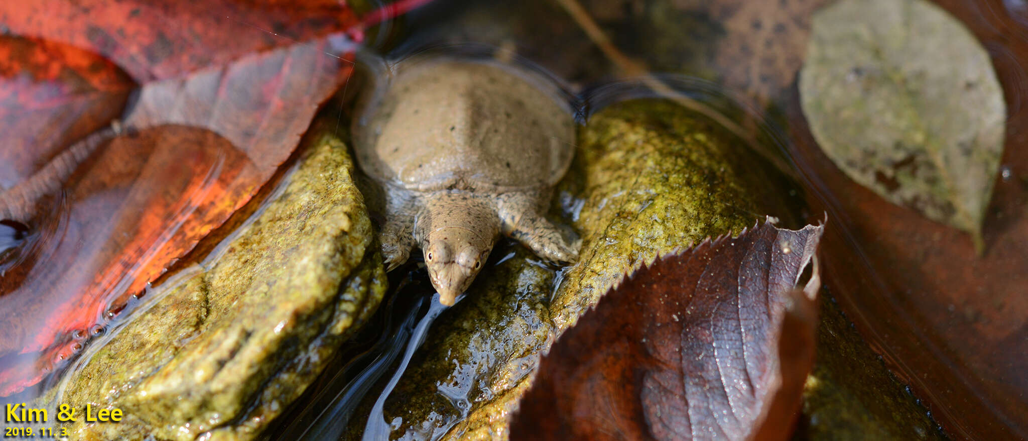 Image of Northern Chinese softshell turtle