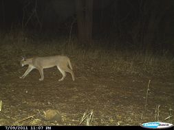 Image of Caracals