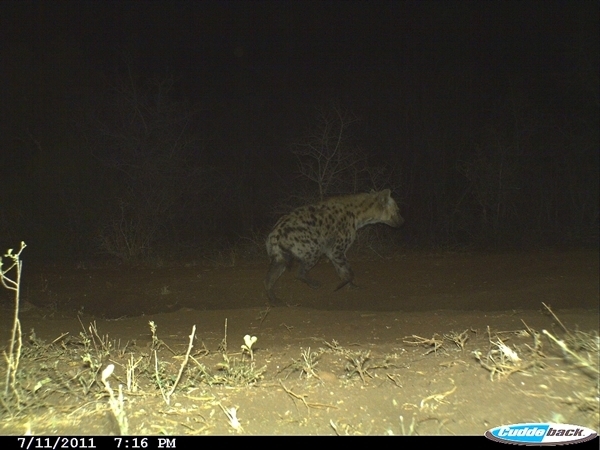 Image of Spotted Hyaenas