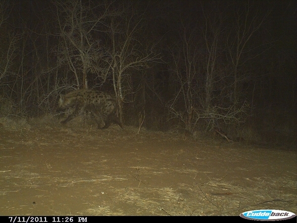 Image of Spotted Hyaenas