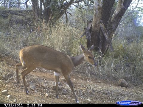 Image of Bushbuck