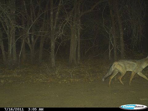 Image of Side-striped Jackal