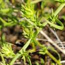 Image of Symphyotrichum kentuckiense