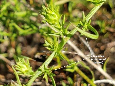 Image of Symphyotrichum kentuckiense