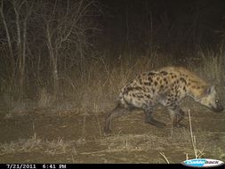 Image of Spotted Hyaenas