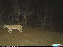 Image of Caracals