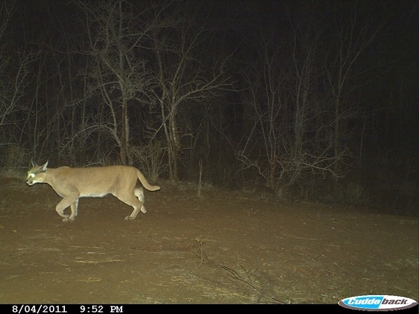 Image of Caracals