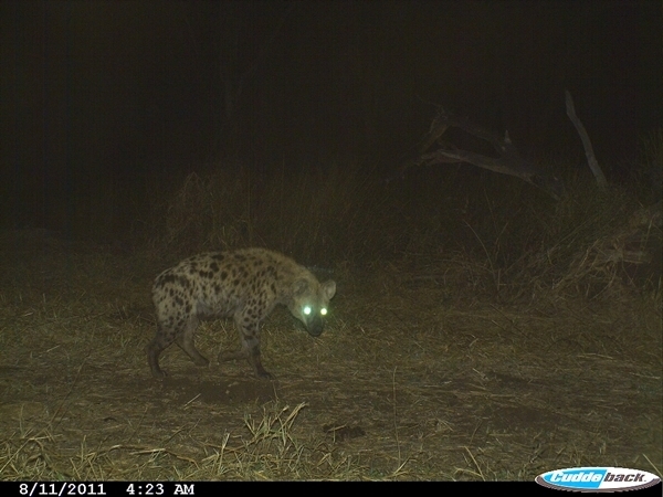 Image of Spotted Hyaenas