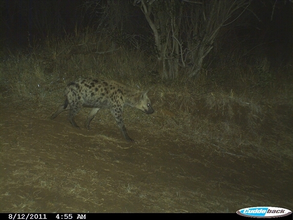 Image of Spotted Hyaenas