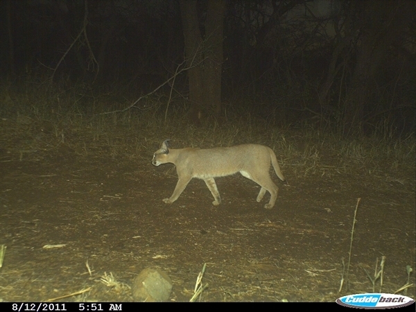 Image of Caracals