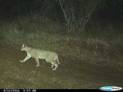 Image of Caracals