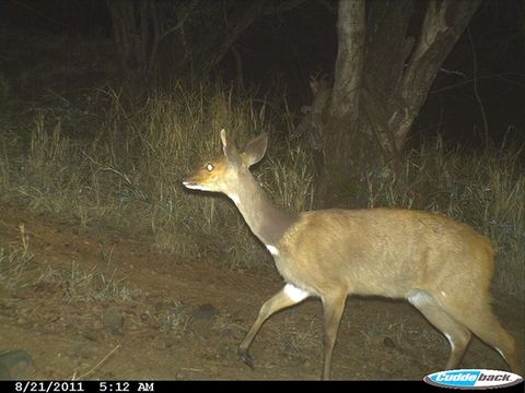 Image of Bushbuck