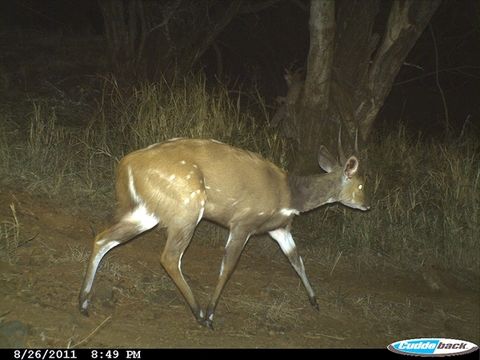 Image of Bushbuck