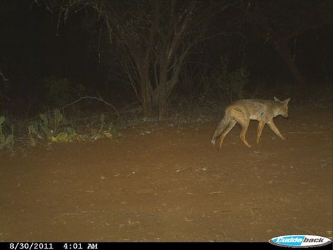 Image of Side-striped Jackal