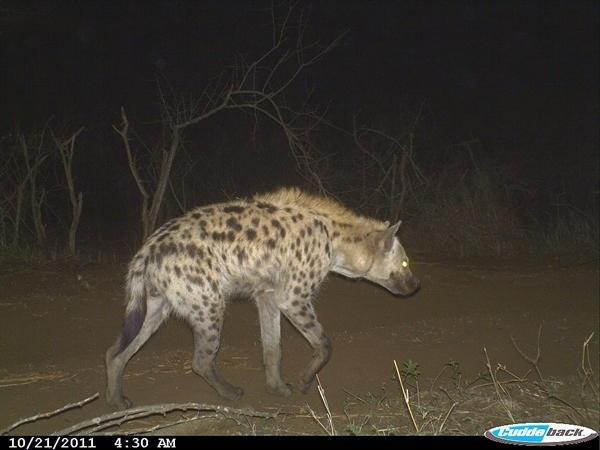 Image of Spotted Hyaenas