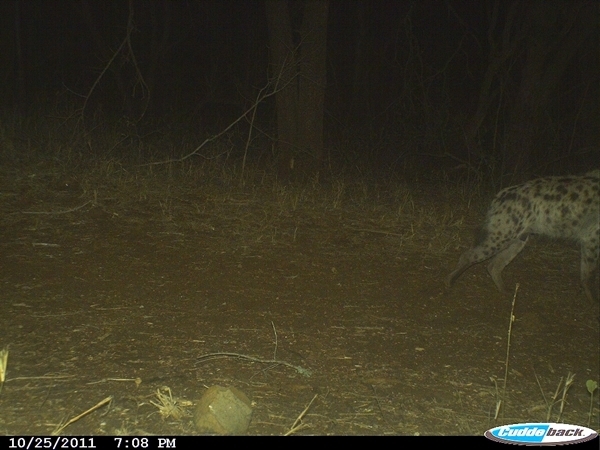 Image of Spotted Hyaenas