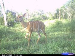 Image of Nyala