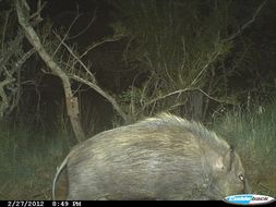 Image of Bush-pig