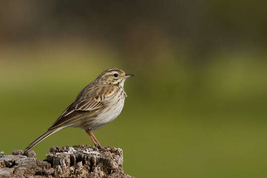 Image of Australian Pipit