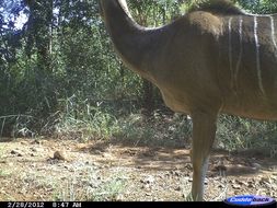 Image of Greater Kudu