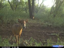 Image of Natal Duiker