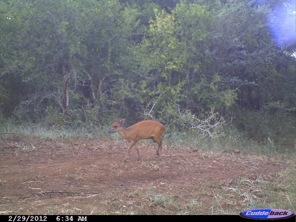 Image of Natal Duiker