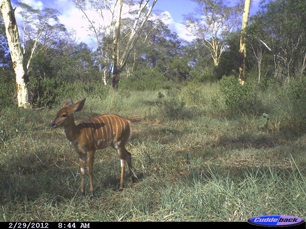 Image of Nyala