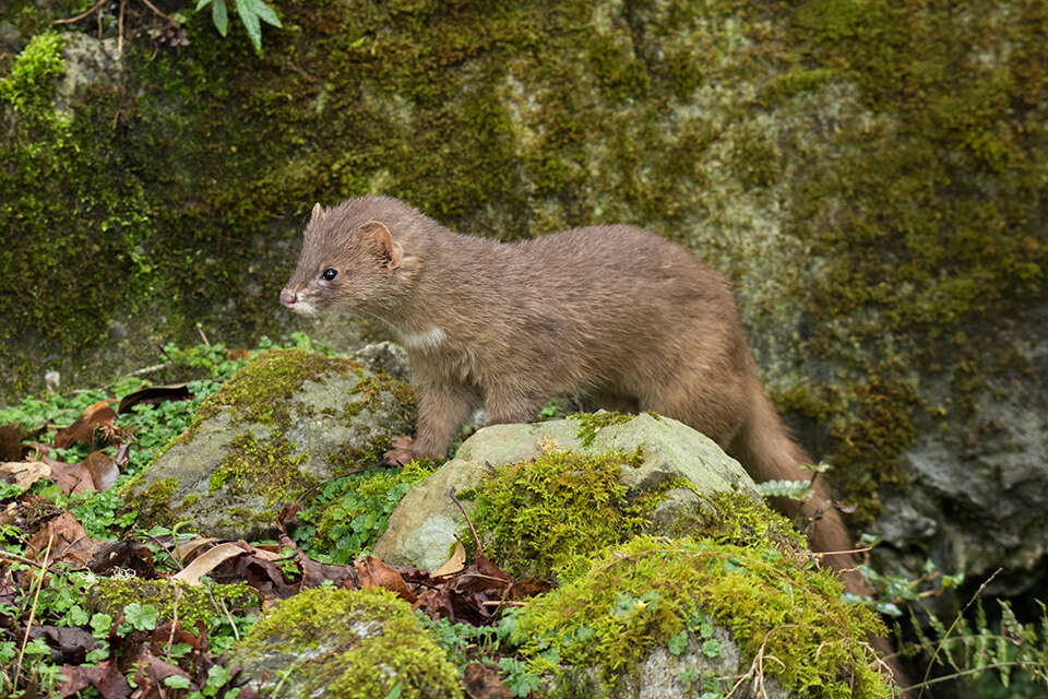 Image of Siberian Weasel