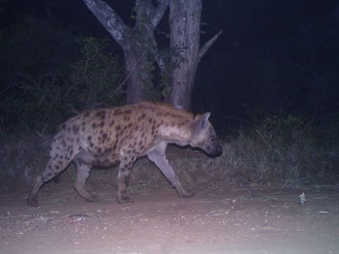 Image of Spotted Hyaenas