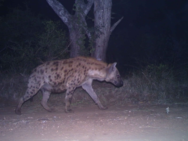 Image of Spotted Hyaenas